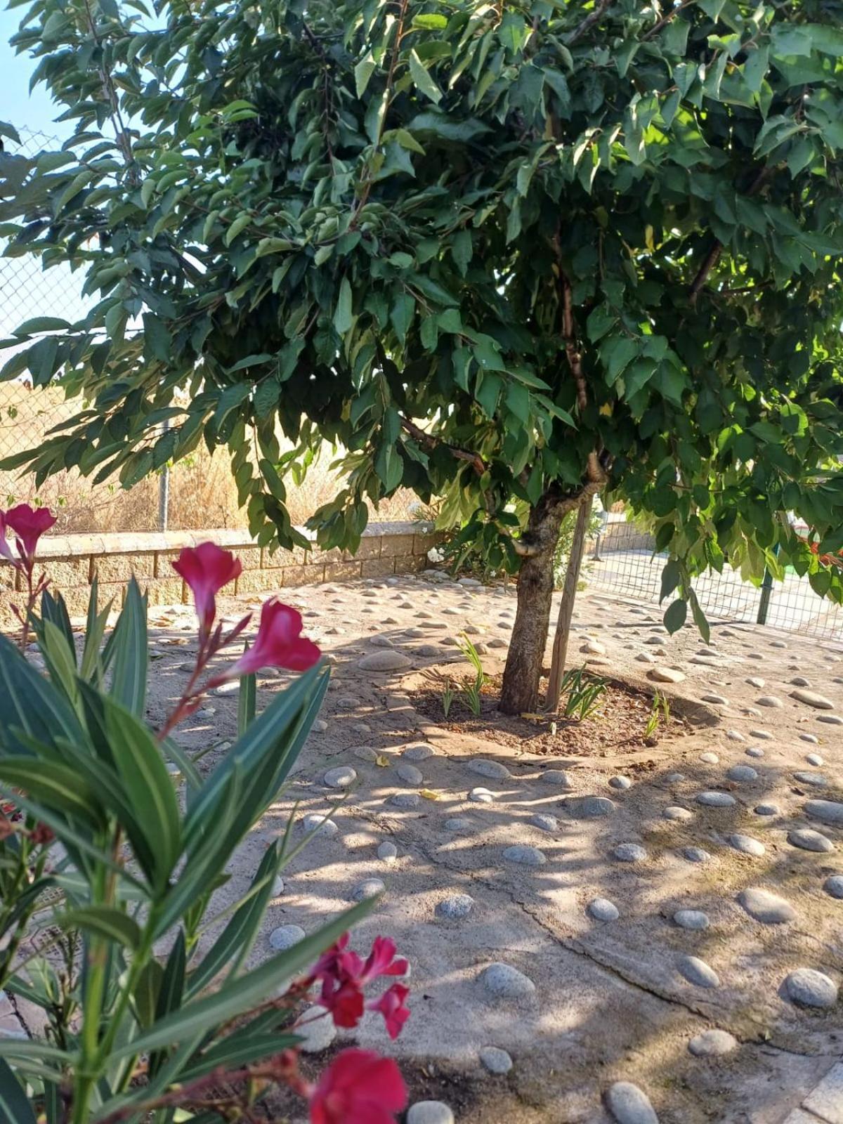El Almendro Del Cura Villa Villarmayor  Eksteriør billede